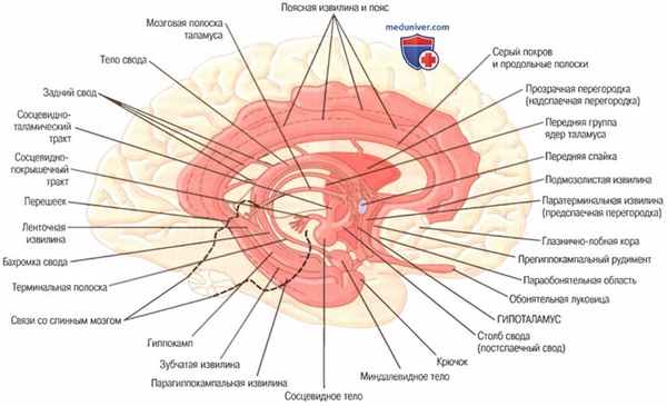 Эффекты стимуляции миндалины. Синдром Клювера-Бьюси