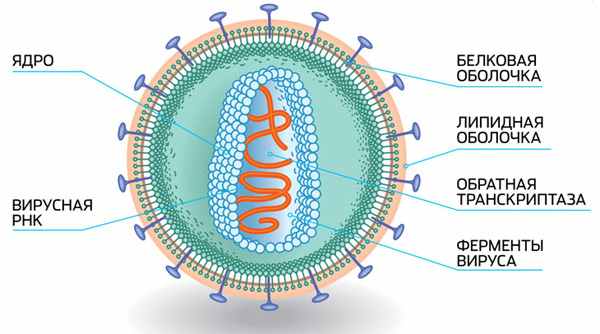 Устройство вириона