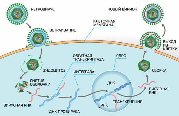 Жизненный цикл ретровируса