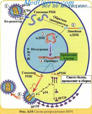 Экзогенные ретровирусы. Эндогенные ретровирусы. Свойства ретровирусов