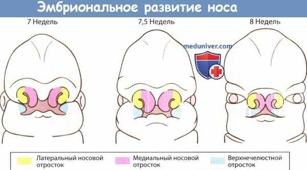 Эмбриональное развитие носа