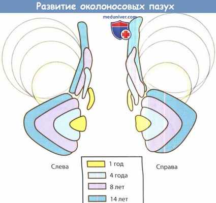Развитие околоносовых пазух