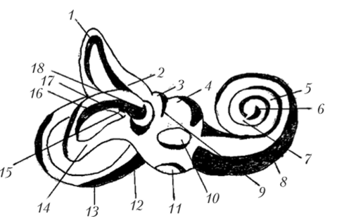 Костный лабиринт