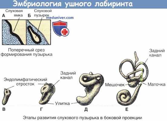Эмбриология ушного лабиринта