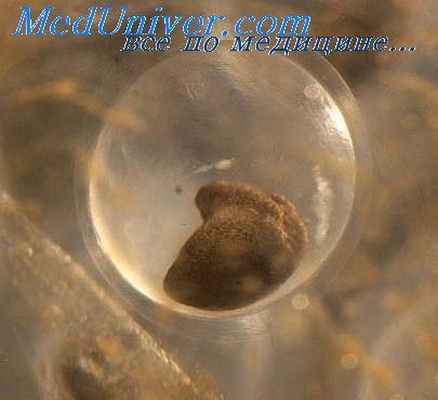 эмбриональное кровообращение