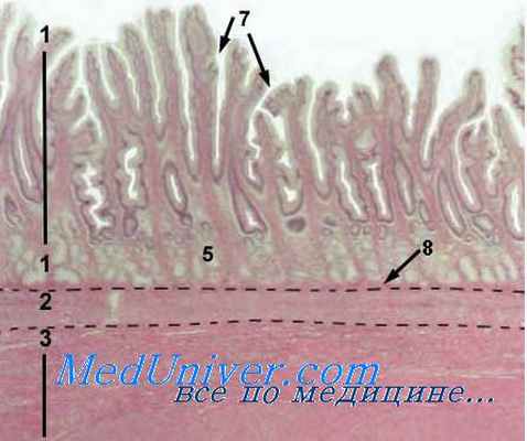 железы желудка