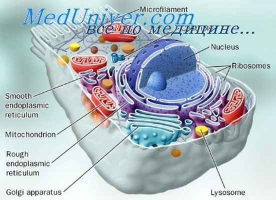 клеточный цикл