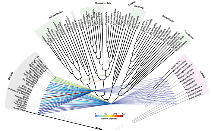 Сеть эндосимбиотического переноса генов