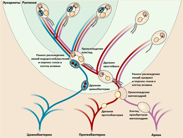 Эндосимбиотическая эволюция