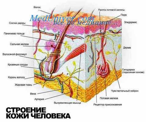 клетки кожи
