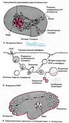 Эндоцитоз. Экзоцитоз.
