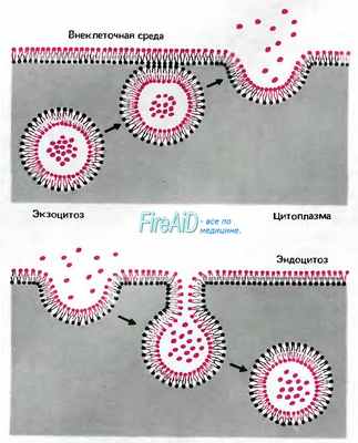 Эндоцитоз. Экзоцитоз.