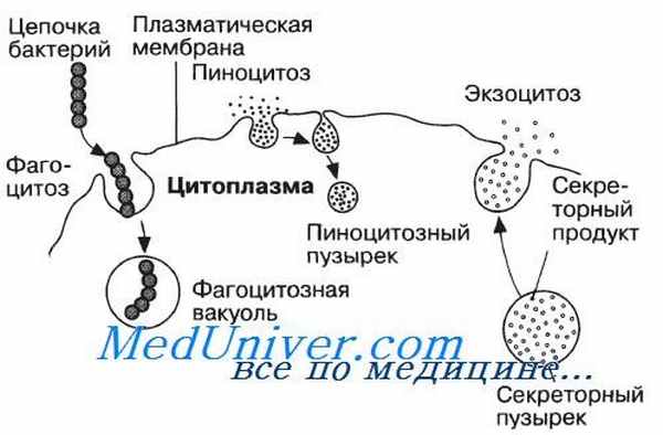 Эндоцитоз. Экзоцитоз