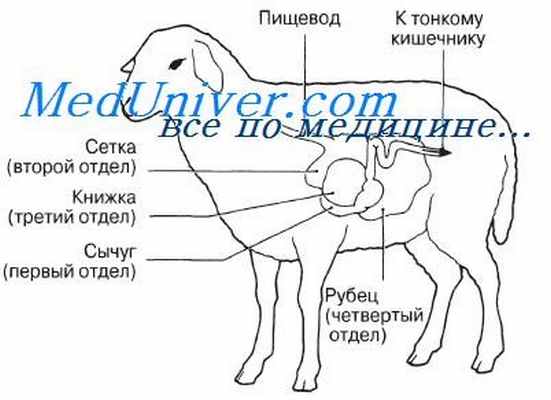 Энергетическая ценность. Углеводы. Липиды