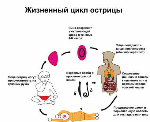 Жизненный цикл остриц.jpg