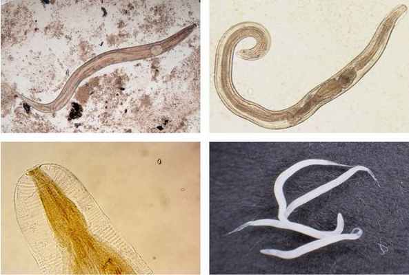 Самки и самцы остриц