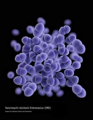 Enterococcus, резистентный к ванкомицину