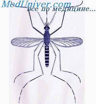 энцефалит сент-луи