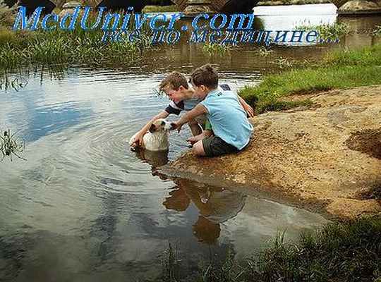 лихорадка денге