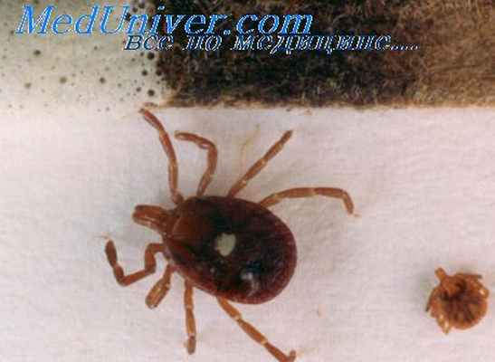 возбудитель ку-лихорадки