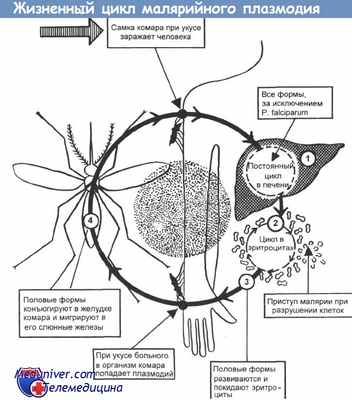 Жизненный цикл малярийных плазмодиев