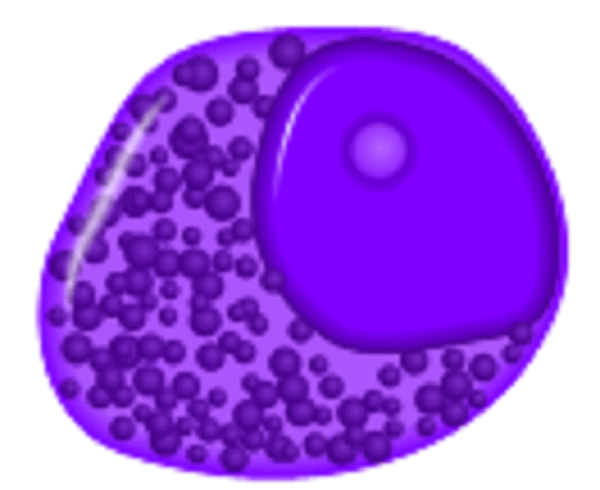 Острый промиелоцитарный лейкоз