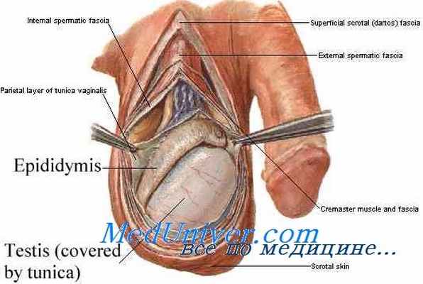 эпидидимальная обструкция