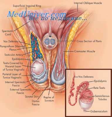 эпидидимальная обструкция