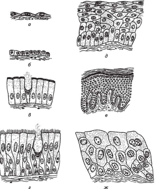 Эпителиальные ткани (по O.B. Александровской и соавт.)