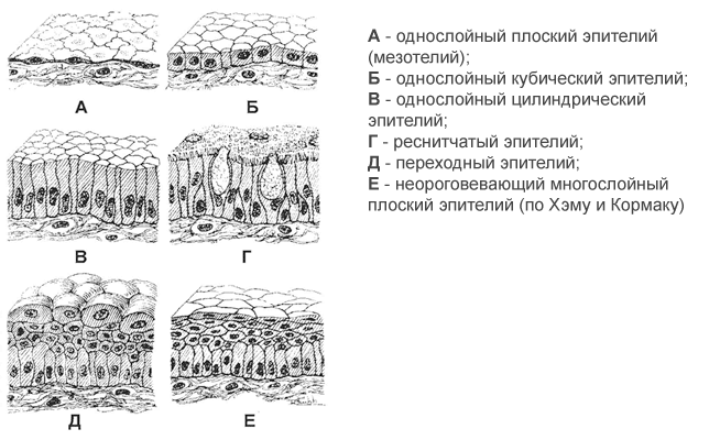 Виды эпителиальной ткани схема