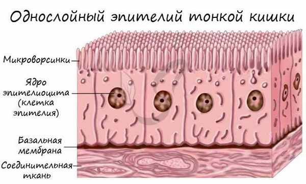 Однослойный эпителий тонкой кишки