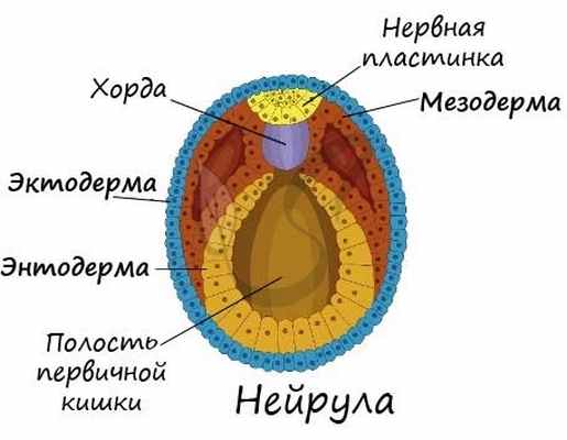 Зародыш человека: эктодерма, мезодерма и энтодерма