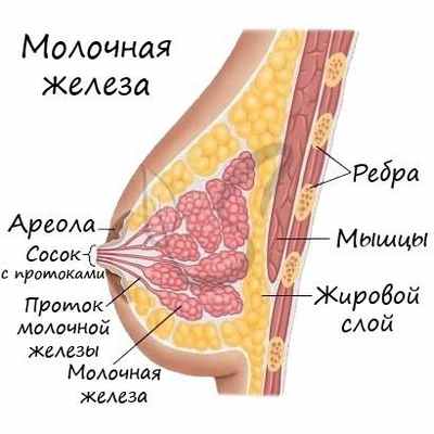Молочная железа
