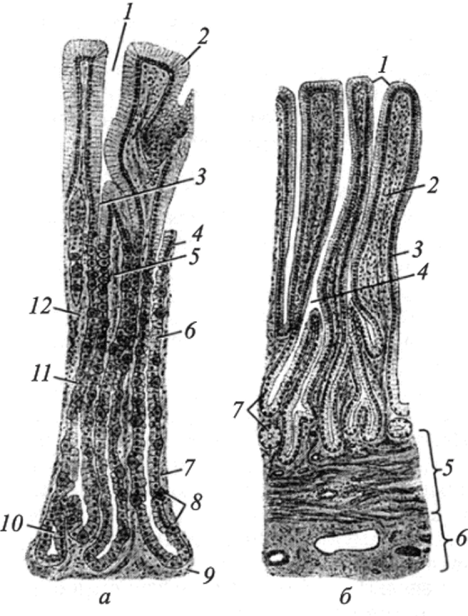 Строение слизистой оболочки желудка