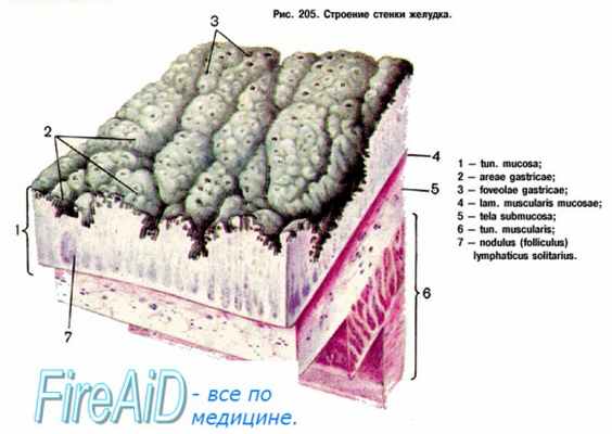 эпителий желудка