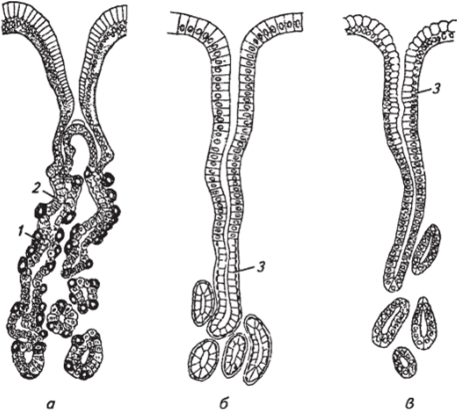Строение желез желудка (по Элленбергеру и Траутману)