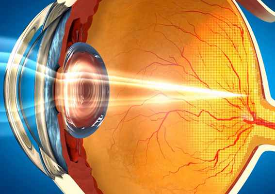 строение глаза