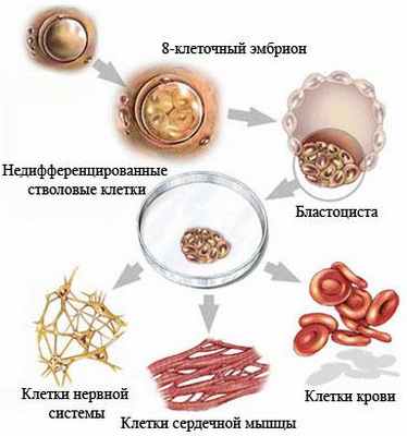 Недифференцированная стволовая клетка