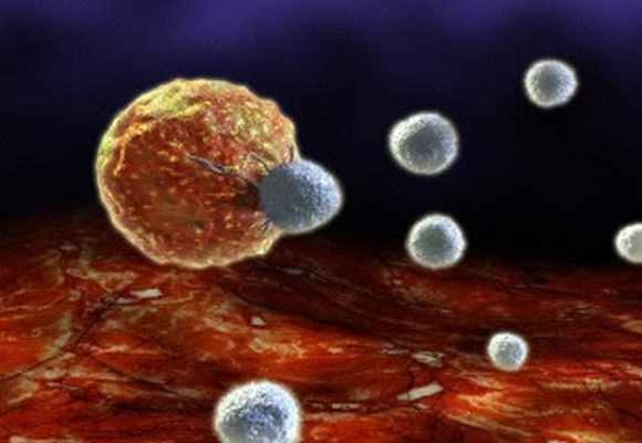 Хронические вирусные инфекции кошек