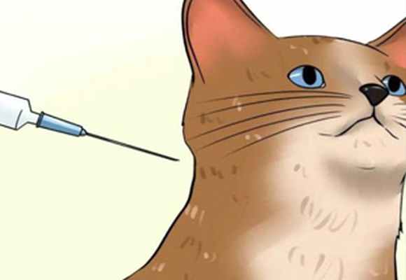 Инфекционный перитонит (FIP, ИПК)