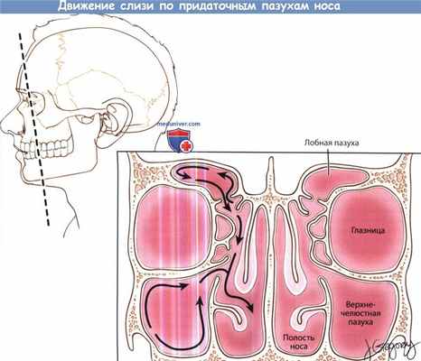 Движение слизи по придаточным пазухам носа