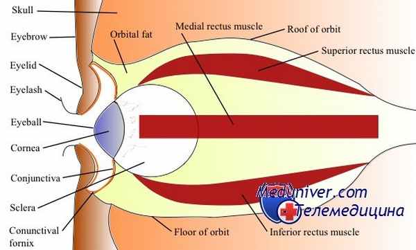 эвисцерация глаза