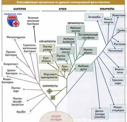 Классификация микроорганизмов