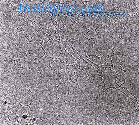 днк митохондрии