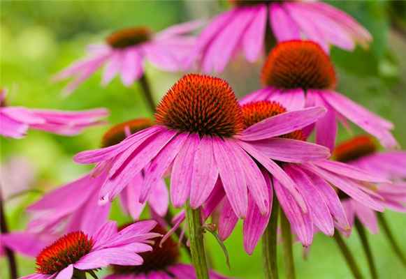 Фото продукта эхинацея