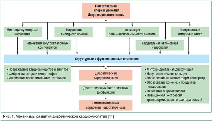 Рис. 1. Механизмы развития диабетической кардиомиопатии [11]