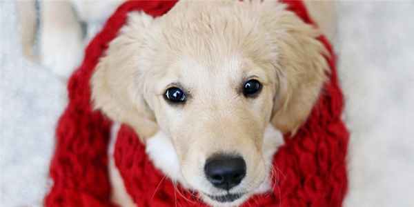 Объемные образования сердца у собак и кошек