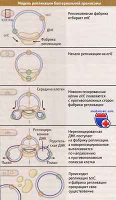 Модель репликации бактериальной хромосомы