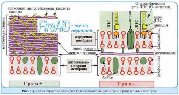 Факторы патогенности микробов. Способность к колонизации. Адгезия. Факторы колонизации.