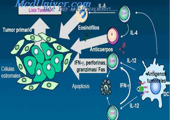 противоопухолевый иммунитет